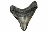 3.00" Fossil Megalodon Tooth - South Carolina - #168176-1